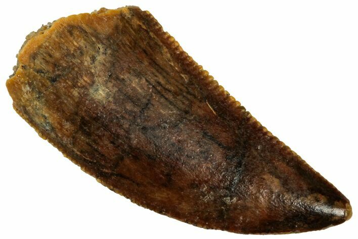 Serrated Raptor Tooth - Real Dinosaur Tooth #297556